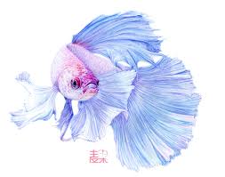 孔雀魚